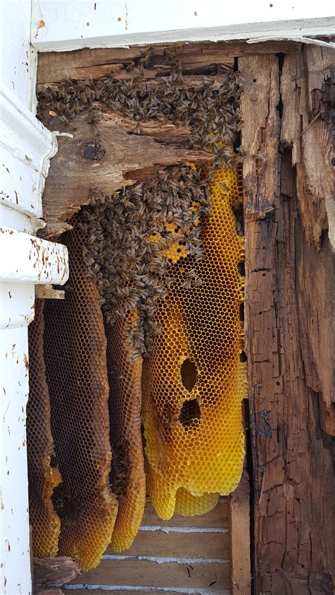 honey bee swarm locations